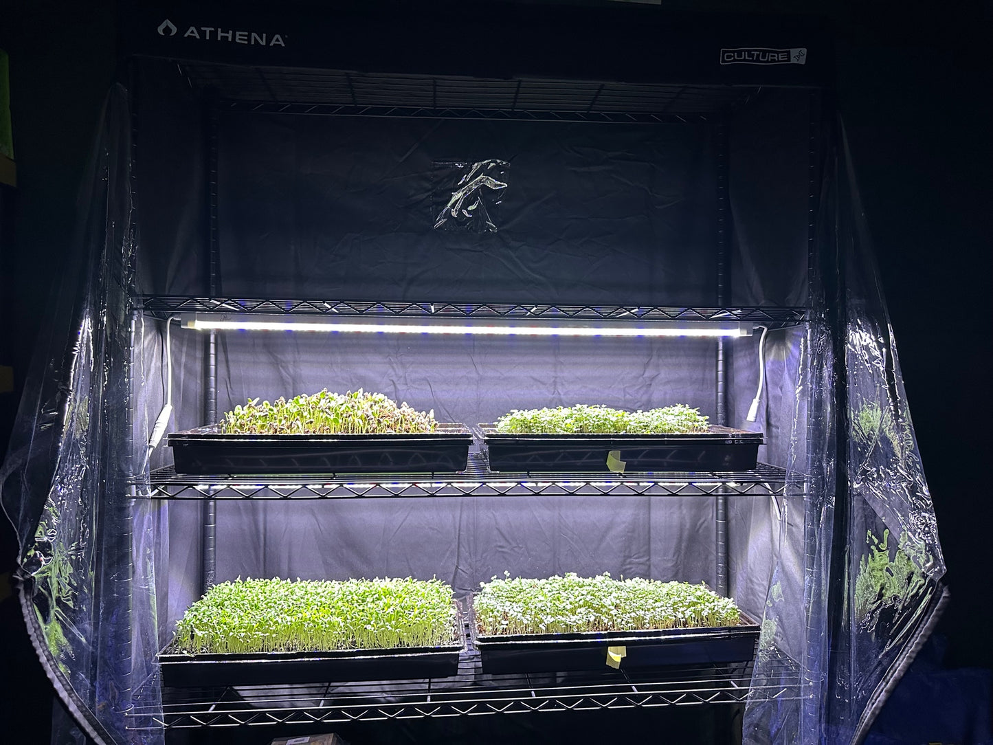 Microgreens