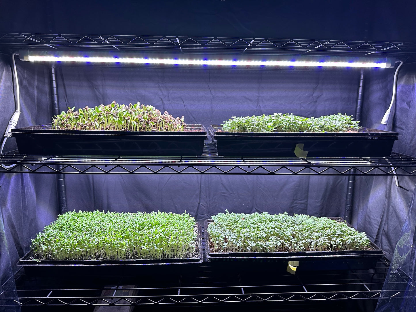 Microgreens