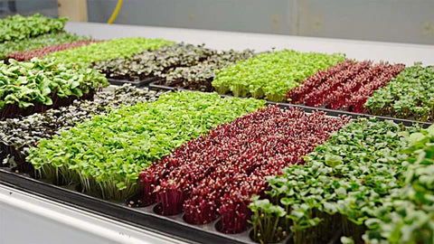 Microgreens