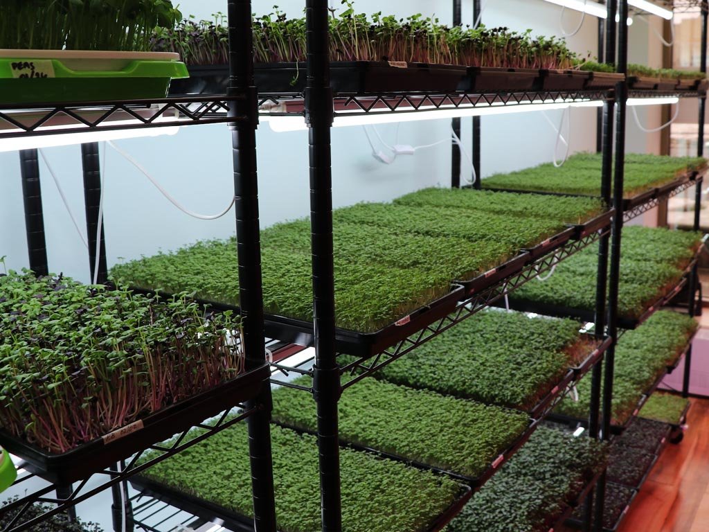 Microgreens