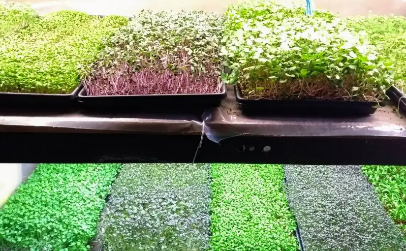 Microgreens