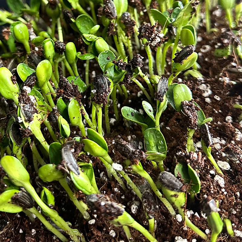 Microgreens